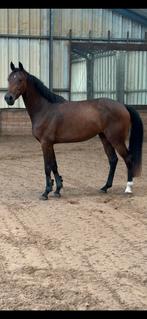 3 jarige KWPN merrie, Dieren en Toebehoren, Paarden, Merrie, Gechipt, Dressuurpaard, Zadelmak