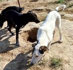 AANDOENLIJK JONG TEEFJE CARO HEEFT SNEL EEN BAASJE NODIG, Dieren en Toebehoren, Honden | Niet-rashonden, Particulier, Rabiës (hondsdolheid)