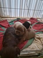 Nog 2 mooie shih tzu pups reutjes, Dieren en Toebehoren, Honden | Chihuahua's en Gezelschapshonden, Overige rassen, 8 tot 15 weken