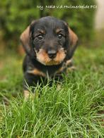 Standaard Ruwharige Teckel pups met stamboom FCI, Dieren en Toebehoren, Standaard, CDV (hondenziekte), 8 tot 15 weken, Meerdere