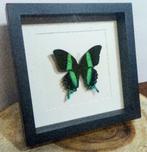 Papilio blumei vlinder opgezet in zwarte passe-partout lijst, Verzamelen, Dierenverzamelingen, Ophalen of Verzenden, Nieuw, Insect