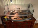 Waterschildpadjes met aquarium, Schildpad, Met terrarium, 0 tot 2 jaar