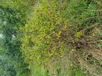 Honingbessen Lonicera k. 'Fialka' en 'Morena', Ophalen, Overige soorten, Struik