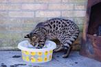 Savannah F1 - Gesteriliseerd, Dieren en Toebehoren, Katten en Kittens | Raskatten | Korthaar, Gechipt, 3 tot 5 jaar, Poes