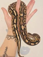 Ballpython, koningspython, python regius, Dieren en Toebehoren, Reptielen en Amfibieën, Slang, 0 tot 2 jaar