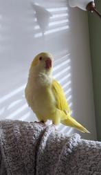 Tamste Muisparkiet; lief, speels, knuffelig, Dieren en Toebehoren, Vogels | Parkieten en Papegaaien, Vrouwelijk, Papegaai, Pratend