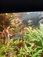 Zwaarddrager, Vis, Schoolvis