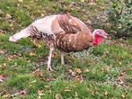 Mooi kalkoenhaan zoekt vrouw., Dieren en Toebehoren, Vrouwelijk, Kip