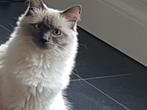 Ragdoll poes, Dieren en Toebehoren, Katten en Kittens | Raskatten | Langhaar, Poes, Gechipt, 6 jaar of ouder
