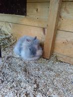 Dwerg konijn, Vrouwelijk, Dwerg