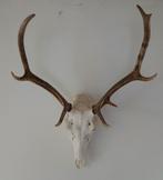 Doe een bod. Hertengewei, edelhertgewei, herten, edelhert, Verzamelen, Dierenverzamelingen, Ophalen of Verzenden, Nieuw, Hert