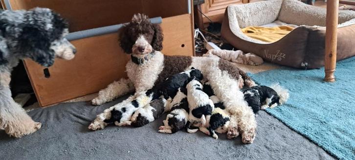 Middenslag, Harlekijn Poedelpups !🥰, Dieren en Toebehoren, Honden | Chihuahua's en Gezelschapshonden, Meerdere dieren, Poedel