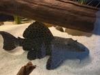 L096 pleco Pseudacanthicus Spinosus, Dieren en Toebehoren, Vissen | Aquariumvissen, Vis