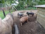 Mooie biggen - Pietrain x Duroc -, Dieren en Toebehoren, Schapen, Geiten en Varkens, Meerdere dieren, Varken, 0 tot 2 jaar