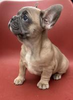 Prachtige Franse bulldog pups teefjes, 8 tot 15 weken, Meerdere, Meerdere dieren, Nederland