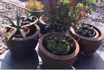 Oude grote terracotta bloempotten diverse beste kwaliteit, Tuin en Terras, Bloempotten, 40 cm of meer, Rond, Zo goed als nieuw