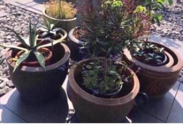 Oude grote terracotta bloempotten diverse beste kwaliteit beschikbaar voor biedingen