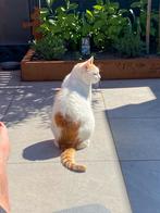 VERMIST !!!!  Mickey van 17 jaar., Kat