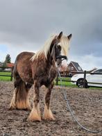 tinker hengst, Dieren en Toebehoren, Pony's, Hengst, Niet van toepassing, E pony (1.48m - 1.57m), 3 tot 6 jaar
