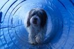 Agility Tunnel Training Hondensport Hondentraining Honden, Dieren en Toebehoren, Ophalen of Verzenden, Nieuw