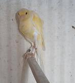 Kanarie man, Dieren en Toebehoren, Vogels | Kanaries, Mannelijk, Kleurkanarie