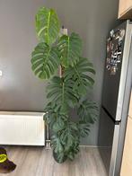 Monstera Deliciosa op Mospaal - Kamerplant, Huis en Inrichting, Ophalen, Overige soorten, Halfschaduw, In pot