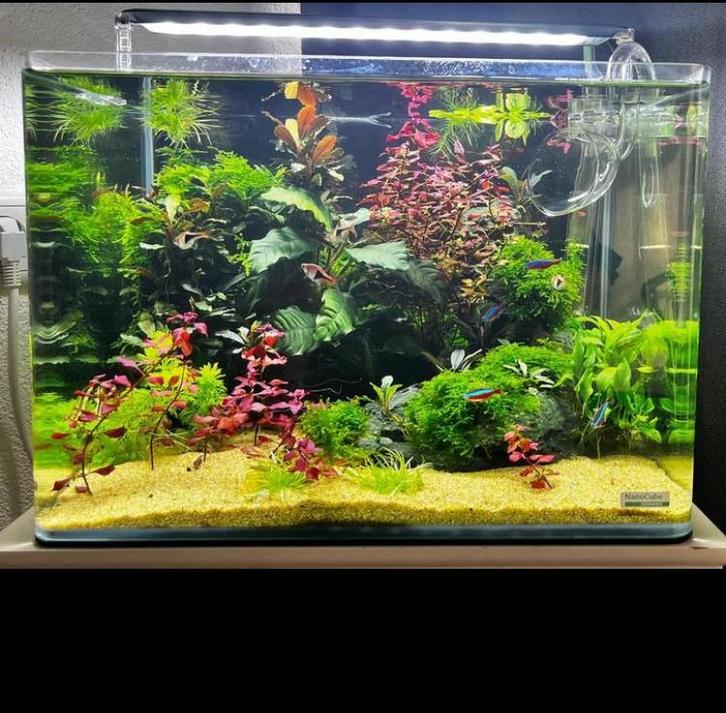 Dennerle nano tank plant pro 35 liter helemaal compleet, Dieren en Toebehoren, Vissen | Aquaria en Toebehoren, Zo goed als nieuw