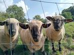 Hampshire down schapen, Dieren en Toebehoren, Schapen, Geiten en Varkens, Vrouwelijk, Schaap