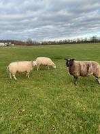 Te koop 3 beste oude schapen, Vrouwelijk, Schaap, 3 tot 5 jaar