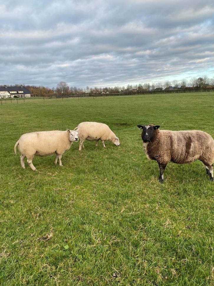 Te koop 3 beste oude schapen, Dieren en Toebehoren, Schapen, Geiten en Varkens, Schaap, Vrouwelijk, 3 tot 5 jaar