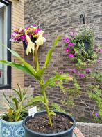 Te koop Roscoea besiana, Tuin en Terras, Planten | Tuinplanten, Ophalen, Zomer, Volle zon