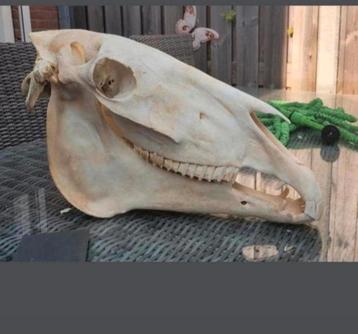 Enorme grote schedel paard met holster - skull- geraamte  beschikbaar voor biedingen