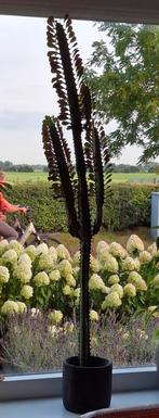 Euphorbia   vetplant, Huis en Inrichting, Ophalen