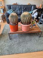2 super dikke grote cactussen, Ophalen, Cactus, Minder dan 100 cm