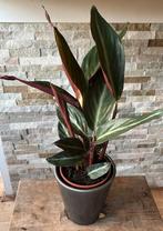 Calathea in pot, Overige soorten, In pot, Minder dan 100 cm, Groene kamerplant