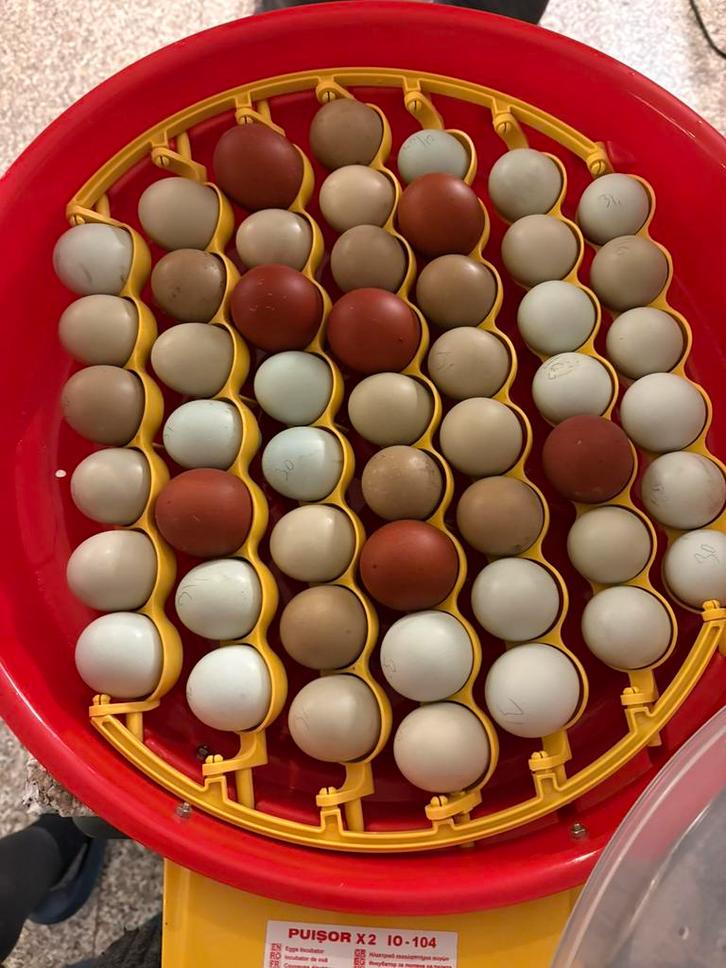 Broedeieren.  araucanas en van arau x marans, Dieren en Toebehoren, Pluimvee, Kip, Geslacht onbekend