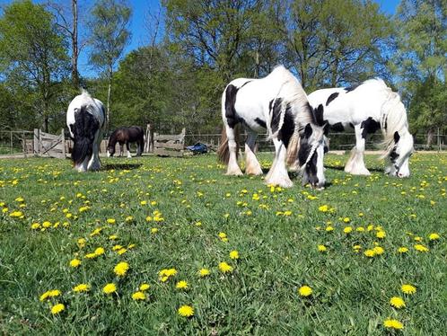 Plekje vrij stalling 24/7 buiten paddock paradise putten, Dieren en Toebehoren, Stalling en Weidegang, Stalling