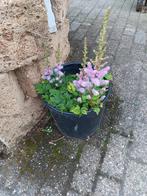 astilbe, Ophalen, Bodembedekkers, Volle zon, Vaste plant
