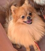 Pomeriaan Coco dekreu (niet te koop), 1 tot 2 jaar, Parvo, Eén hond, Nederland