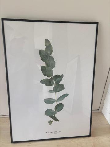 Eucalyptus poster met lijst - 50 x 70 cm beschikbaar voor biedingen
