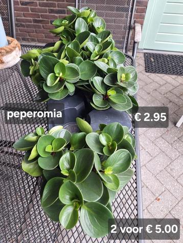 Kamerplantjes beschikbaar voor biedingen