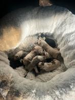 Raszuivere Australian shepherd pups, Dieren en Toebehoren, Honden | Herdershonden en Veedrijvers, 8 tot 15 weken, CDV (hondenziekte)