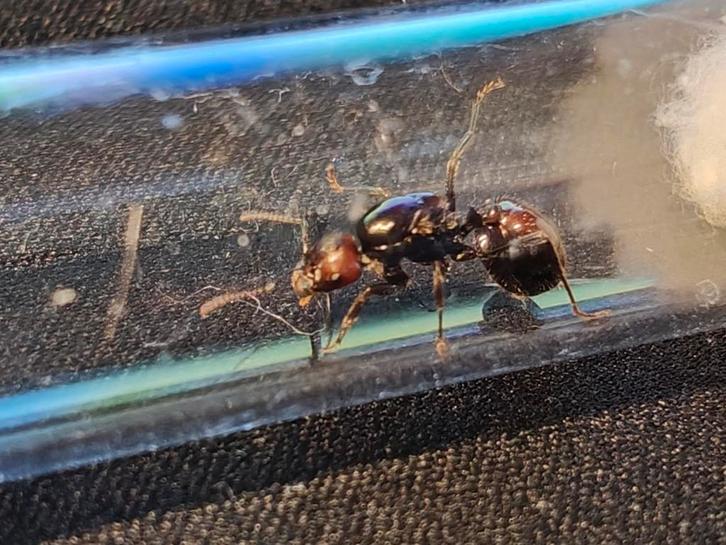 Verschillende Messor Barbarus mieren koninginen te koop, Dieren en Toebehoren, Insecten en Spinnen