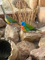 1 koppel met 3 jongen splendid parkieten, Meerdere dieren