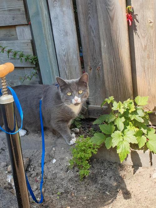 2 Poezen 7 jaar op zoek naar nieuw huisje, Dieren en Toebehoren, Katten en Kittens | Overige Katten, Poes