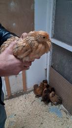 6 cochin hennen kriel, Dieren en Toebehoren, Vrouwelijk, Kip