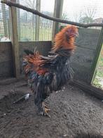 Brahma krul hanen, Dieren en Toebehoren, Pluimvee