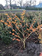 Hamamelis /  Toverhazelaar, Tuin en Terras, Overige soorten, Struik, Ophalen, 100 tot 250 cm