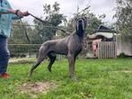 Duitse dog blauwe reu herplaats, Dieren en Toebehoren, Nederland, Rabiës (hondsdolheid), 1 tot 2 jaar, Meerdere