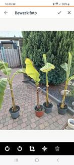 Bananenplanten te koop, Tuin en Terras, Planten | Tuinplanten, Ophalen